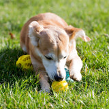 Toys for Dogs Rubber